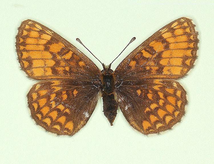 Melitaea athalia female (aberrant form obsoleta) (Internet Image property of respective owner, non-commercial use only)